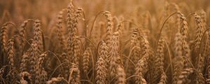 Preview wallpaper ears of corn, field, ripe