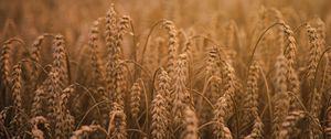 Preview wallpaper ears of corn, field, ripe