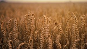 Preview wallpaper ears of corn, field, ripe