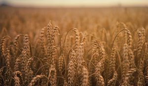 Preview wallpaper ears of corn, field, ripe