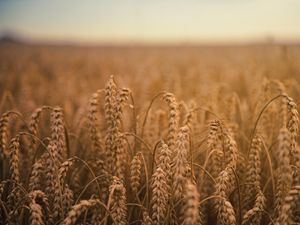 Preview wallpaper ears of corn, field, ripe