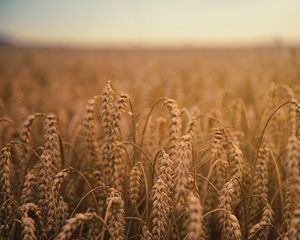 Preview wallpaper ears of corn, field, ripe