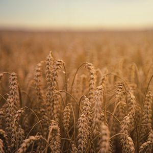 Preview wallpaper ears of corn, field, ripe