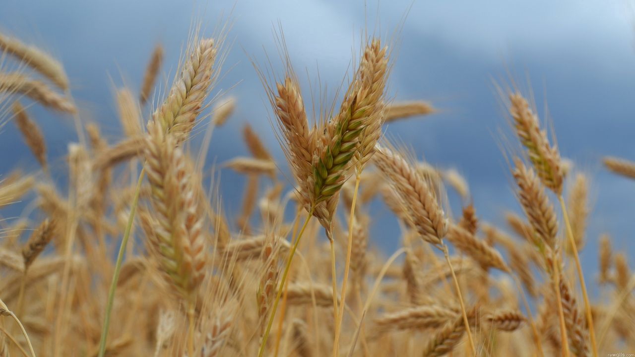 Wallpaper ears of corn, field, wind, ripe