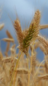 Preview wallpaper ears of corn, field, wind, ripe