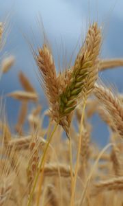 Preview wallpaper ears of corn, field, wind, ripe