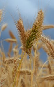 Preview wallpaper ears of corn, field, wind, ripe