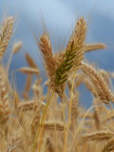 Preview wallpaper ears of corn, field, wind, ripe