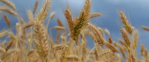 Preview wallpaper ears of corn, field, wind, ripe