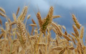 Preview wallpaper ears of corn, field, wind, ripe