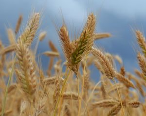 Preview wallpaper ears of corn, field, wind, ripe