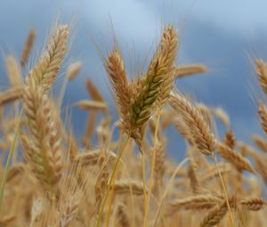 Preview wallpaper ears of corn, field, wind, ripe