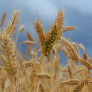 Preview wallpaper ears of corn, field, wind, ripe