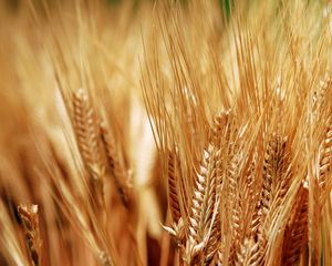 Preview wallpaper ears of corn, grass, dry