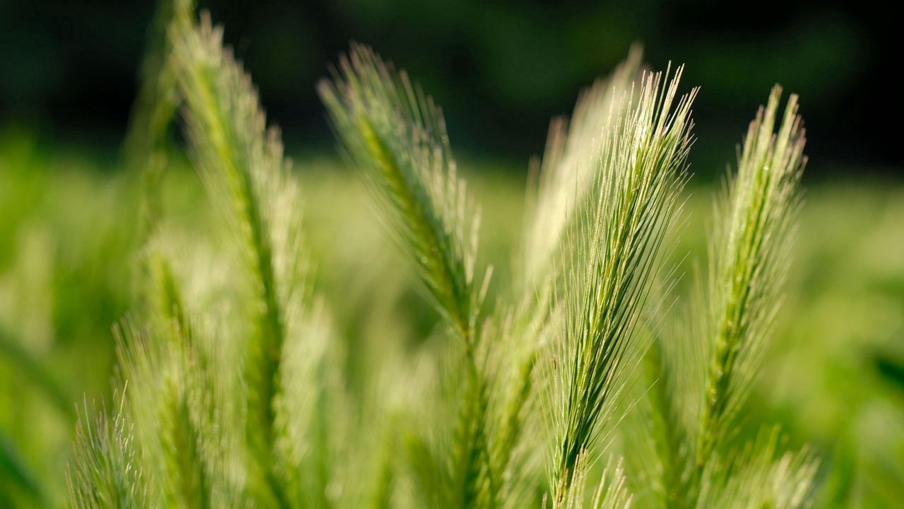 Wallpaper ears of corn, grass, herbs