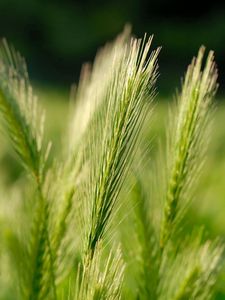 Preview wallpaper ears of corn, grass, herbs