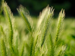 Preview wallpaper ears of corn, grass, herbs