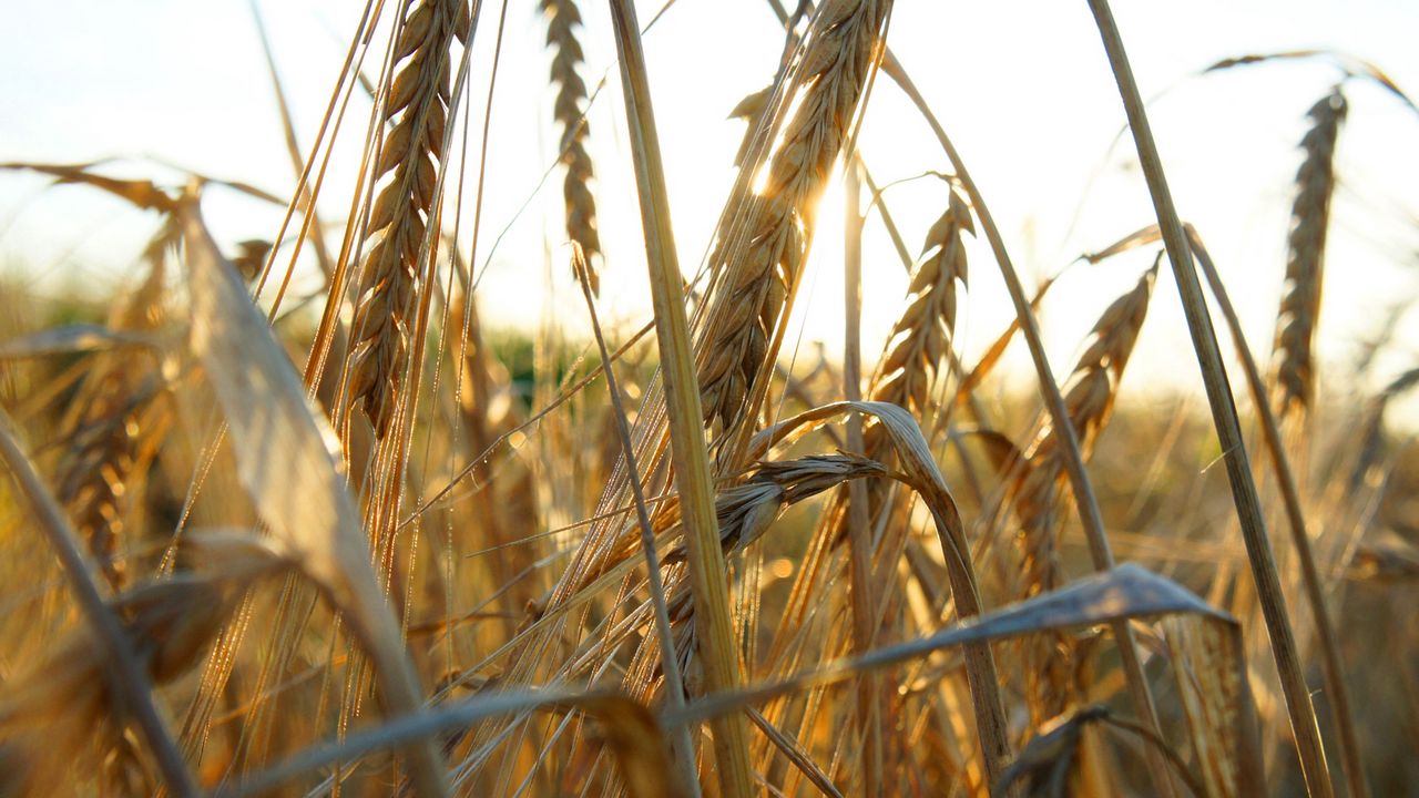 Wallpaper ears of corn, grass, ripe