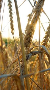 Preview wallpaper ears of corn, grass, ripe