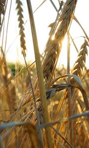 Preview wallpaper ears of corn, grass, ripe