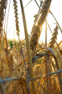 Preview wallpaper ears of corn, grass, ripe