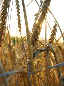 Preview wallpaper ears of corn, grass, ripe