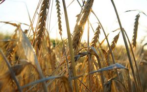 Preview wallpaper ears of corn, grass, ripe