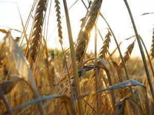 Preview wallpaper ears of corn, grass, ripe