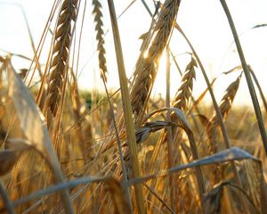 Preview wallpaper ears of corn, grass, ripe