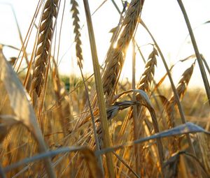 Preview wallpaper ears of corn, grass, ripe