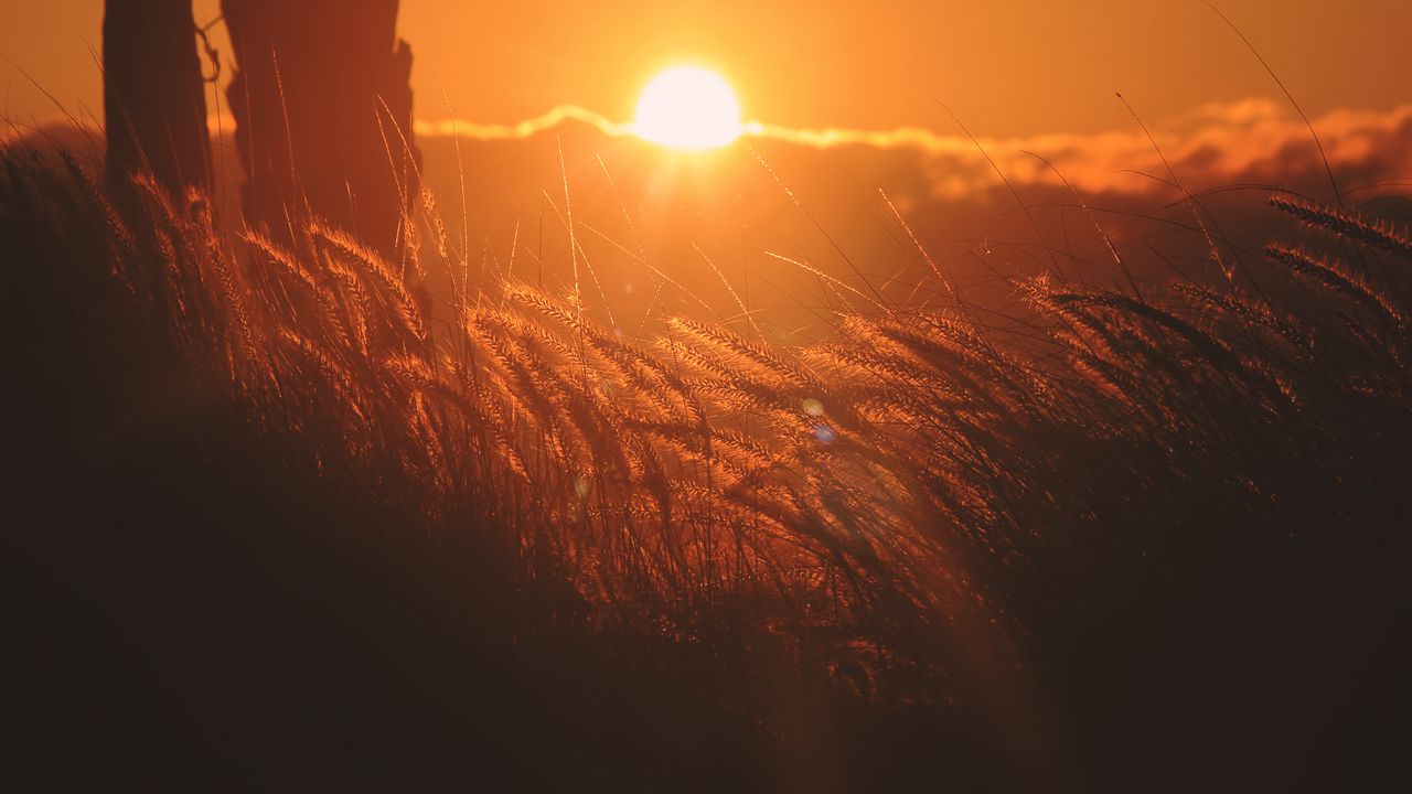 Wallpaper ears of corn, light, sunset