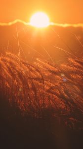 Preview wallpaper ears of corn, light, sunset