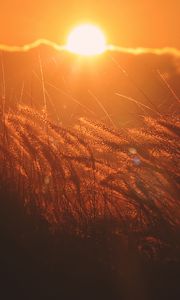 Preview wallpaper ears of corn, light, sunset