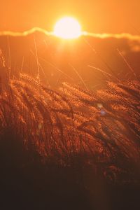 Preview wallpaper ears of corn, light, sunset