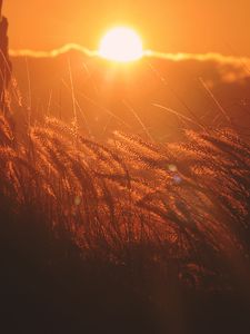 Preview wallpaper ears of corn, light, sunset