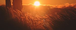 Preview wallpaper ears of corn, light, sunset