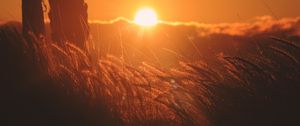 Preview wallpaper ears of corn, light, sunset