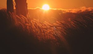 Preview wallpaper ears of corn, light, sunset