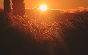 Preview wallpaper ears of corn, light, sunset