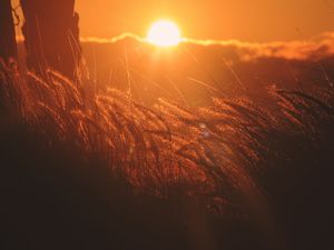 Preview wallpaper ears of corn, light, sunset