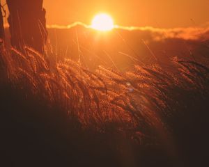 Preview wallpaper ears of corn, light, sunset