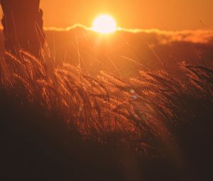 Preview wallpaper ears of corn, light, sunset