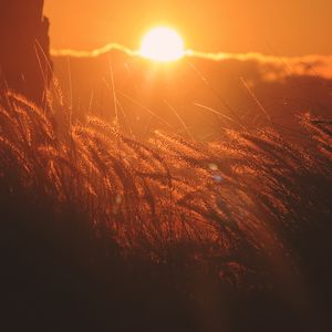 Preview wallpaper ears of corn, light, sunset