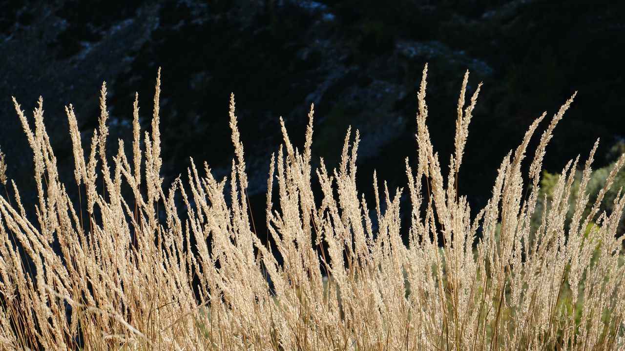 Wallpaper ears of wheat, field, plant, mountains, nature