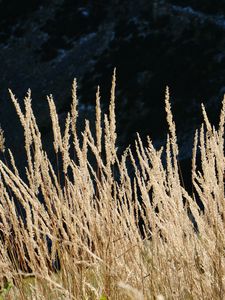 Preview wallpaper ears of wheat, field, plant, mountains, nature