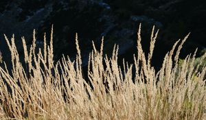 Preview wallpaper ears of wheat, field, plant, mountains, nature