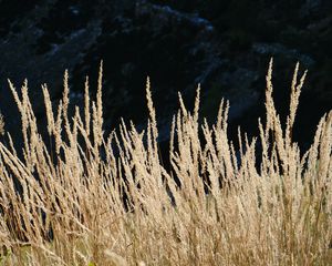 Preview wallpaper ears of wheat, field, plant, mountains, nature