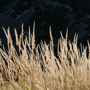 Preview wallpaper ears of wheat, field, plant, mountains, nature