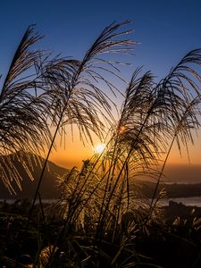 Preview wallpaper ears of wheat, plants, sun, sunset, landscape