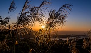 Preview wallpaper ears of wheat, plants, sun, sunset, landscape